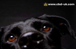 CBD Oil for Dogs UK – What Pet Owners Should Know in 2026