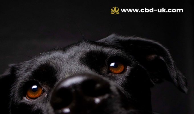 CBD Oil for Dogs UK – What Pet Owners Should Know in 2026