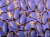 Fermented Cod Liver Oil: The Untold Benefits Nobody Talks About